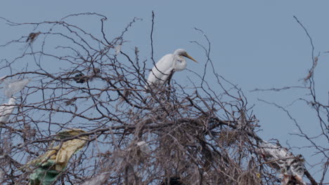 Close-up-of-Great-Egret-perched-on-leafless-tree