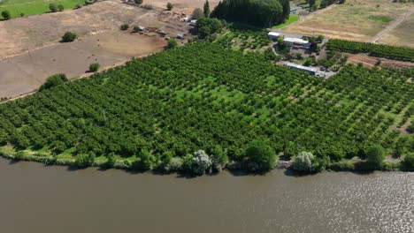 Drone-shot-of-an-orchard-on-the-Yakima-River-in-Washington-State