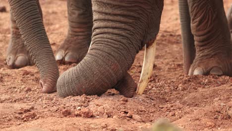Elephant-Trunk-Digging-Hole-On-The-Ground-During-Dry-Season