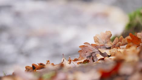 Golden-Oak-leaves-scattered-along-the-riverbank