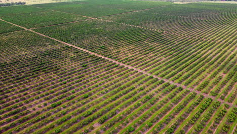 Luftdrohne-Auf-Landwirtschaftlichen-Flächen-Der-Mangofarm