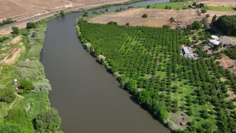 Drone-shot-of-the-Yakima-River-passing-through-a-large-apple-orchard