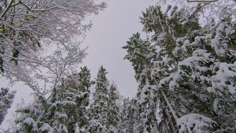 Snowing-in-winter-forest,-snow-covered-treetops,-dramatic-gloomy-winter-scene