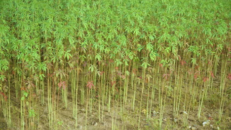 Bamboo-Saplings-Grove-at-Saemangeum-Environment-Eco-Complex-in-South-Korea