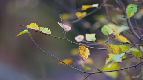 Goldene-Herbstblätter-Auf-Einem-Ast