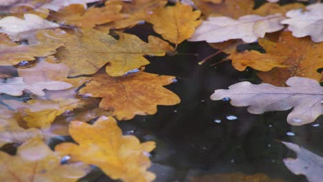 Golden-Oak-leaves-floating-gently-on-the-surface-of-a-stream