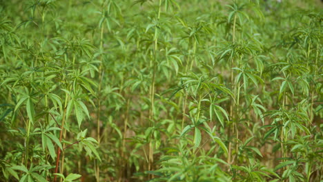Bamboo-Tree-Saplings-Treetops-Close-up-in-Japanese-Plantation---Orbit-Shot