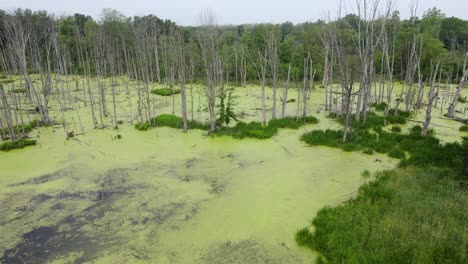 Swamp-with-algae-covered-water,-near-Ann-Arbor-Michigan,-USA