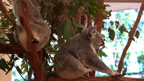 Gruppe-Von-Koalas,-Phascolarctos-Cinereus,-Die-Auf-Dem-Baum-Ruhen,-Einer-Kratzt-Sich-Am-Körper,-Reinigt-Und-Pflegt-Sein-Flauschiges-Graues-Fell,-Rollt-Sich-Zu-Einer-Kugel-Zusammen-Und-Duftet-Seinen-Eigenen-Hintern,-Nahaufnahme