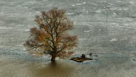 Hochwasser-Fließt-Um-Einen-Baum-In-Der-Niederländischen-Landschaft-In-Der-Nähe-Des-Flusses-Waal