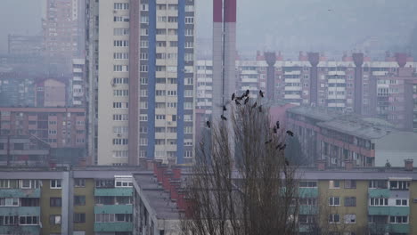 Crows-standing-on-a-tree-in-an-urban-area