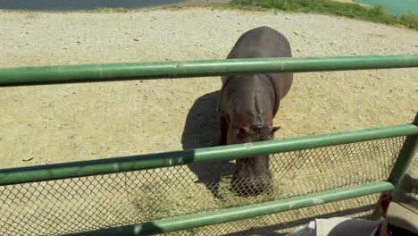 Hipopótamo-En-Bioparque-Monterrey-México