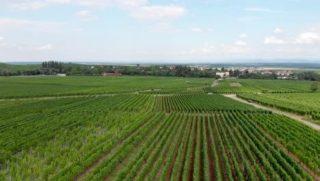 Dolly-Out-Movement-over-Rows-of-Vineyards-in-France
