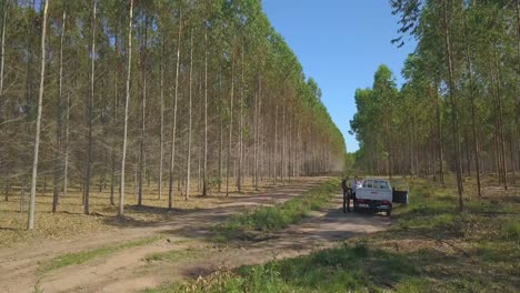 Luftaufnahme-Eines-Künstlichen-Waldes-Für-Die-Holzindustrie-Und-Menschen-In-Der-Landschaft-Paraguays