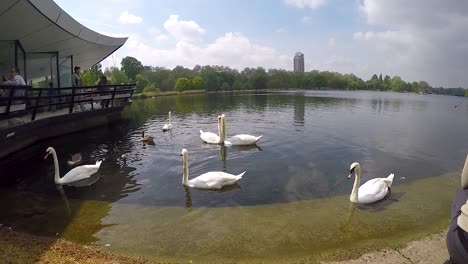 Swan-Doing-Heart-Shape-in-Hyde-Park