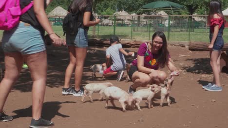 Füttern-Kleiner-Schweine-Im-Bioparque-Monterrey,-Mexiko