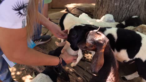 feeding-goats-at-bioparque-monterrey