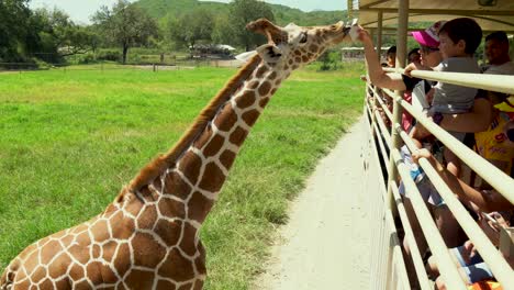 Giraffen-Im-Bioparque-Monterrey,-Mexiko