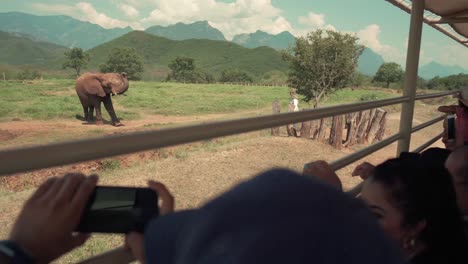 Elefant-Im-Bioparque-Monterrey,-Mexiko