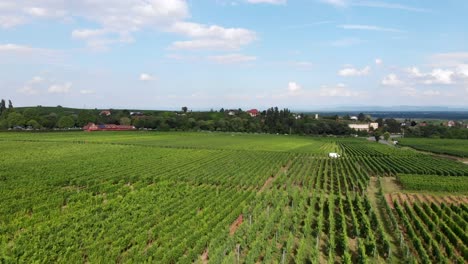 Luftlandschaft-Französischer-Weinberge-In-Vins-D&#39;Alsace