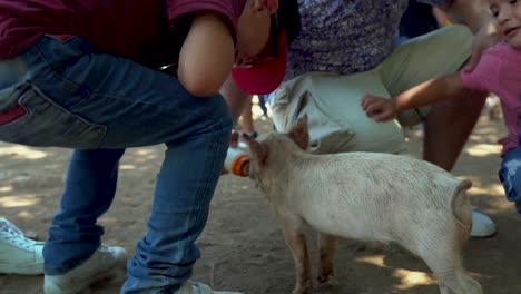 Füttern-Kleiner-Schweine-Im-Bioparque-Monterrey,-Mexiko