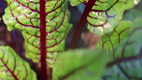 Fresh-Beetroot-leaves-in-the-soil