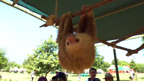 Sloths-hanging-in-a-tree-in-bioparque