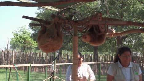 Sloths-hanging-in-a-tree-in-bioparque