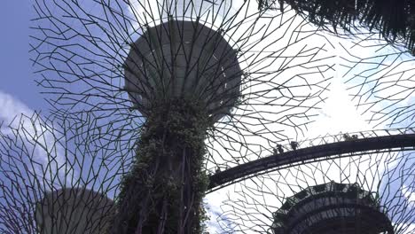 Mirando-Hacia-El-Súper-árbol-En-Los-Jardines-Botánicos-De-Singapur