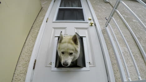 Slow-motion-shot-of-white-siberian-husky-dog-existing-house-through-doggy-door