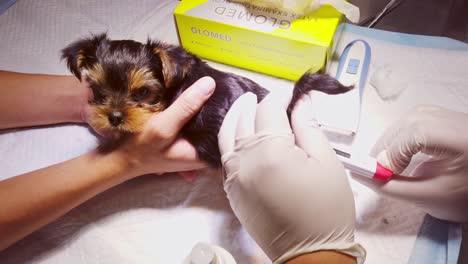 Hands-Of-A-Veterinarian-Checking-The-Temperature-Of-A-Yorkshire-Terrier-Puppy-At-The-Clinic---close-up