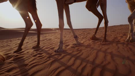 Arab-Man-Walks-Camels-Down-Desert-Sand-Dune-at-Sunrise-in-Dishdasha-Dress,-Low-Body