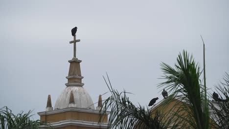 Black-Vulture-Perched-On-Cross-Of-Church-In-Lima,-Peru