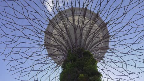 Mirando-Hacia-El-Súper-árbol-En-Los-Jardines-Botánicos-De-Singapur