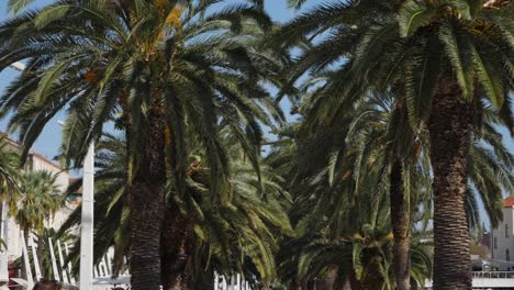 Split-Riva-boardwalk-lift-to-palm-trees