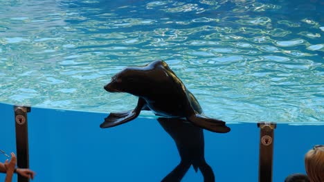 Sea-lion-standing-on-side-of-the-pool-watching-its-trainer