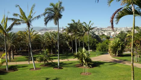 Palm-trees-in-the-botanical-garden,-Buildings-of-Santa-Cruz-de-Tenerife-in-background