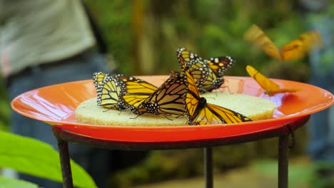 Schmetterlinge-Auf-Einem-Futterteller-Im-Schmetterlingsgarten,-Teneriffa,-Menschen-Im-Hintergrund