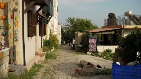 Muchos-Gatos-Frente-A-Un-Restaurante-En-El-Casco-Antiguo-De-Rodas.