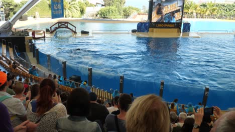 Killer-whale-splashing-on-spectators-during-show-in-Loro-Parque