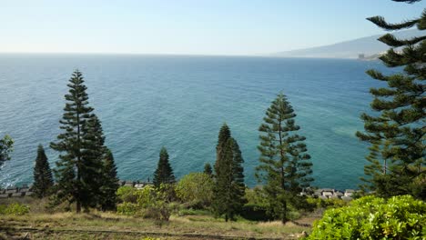 Pine-trees-on-the-hillside,-Blue-ocean-in-background