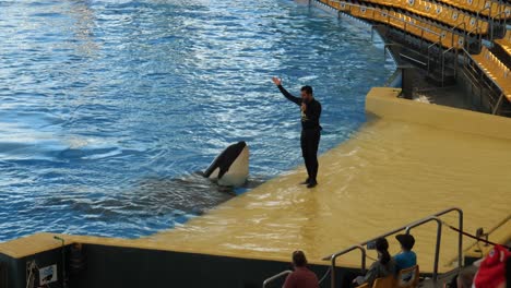 Trainer-feeds-killer-whale-during-show