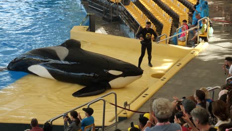 Killer-whale-dancing-together-with-its-trainer-during-show-in-Loro-Parque
