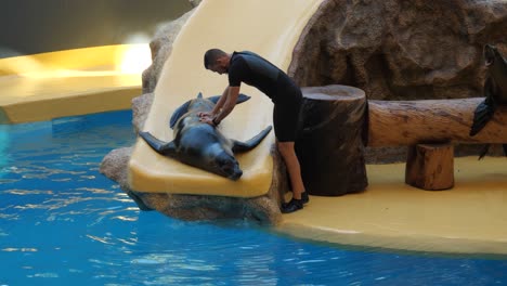 Mann-Gibt-Einem-Seelöwen-Eine-Massage-Während-Der-Show-Im-Loro-Parque
