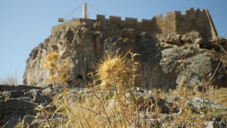 Trockene-Distel-Mit-Verschwommener-Lindos-Akropolis-Im-Hintergrund