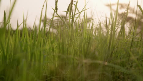 Nahaufnahme-Von-üppigen-Reispflanzen-Mit-Sonneneruption-Auf-Einem-Feld-Bei-Sonnenuntergang-Makro