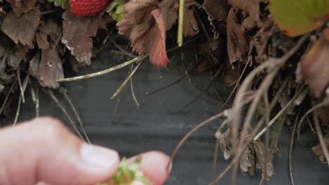 Hand-picking-ripe-juicy-garden-strawberry-fruit-from-low-lying-plant
