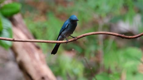 Looking-around-and-below-while-perched-on-a-vine,-Verditer-Flycatcher-Eumyias-thalassinus-Female,-Thailand