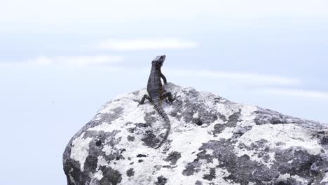 Black-Girdled-Lizard-Basking-On-Rock-In-Table-Mountain,-Cape-Town,-South-Africa