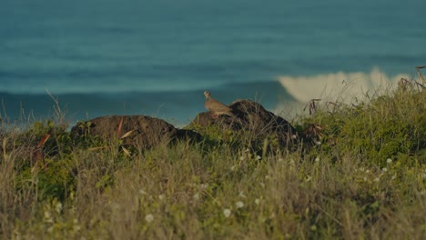 a-Zebra-dove-watches-out-over-the-rolling-turquoise-waves-of-the-Pacific-ocean-from-a-a-grassy-cliff-edge